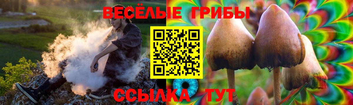 Псилоцибиновые грибы Psilocybe Кингисепп